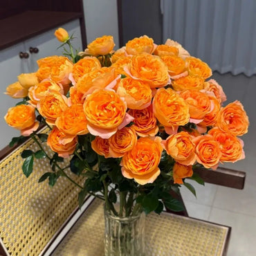 Juicy Terrazza Garden Rose Seeds - Verdseeds