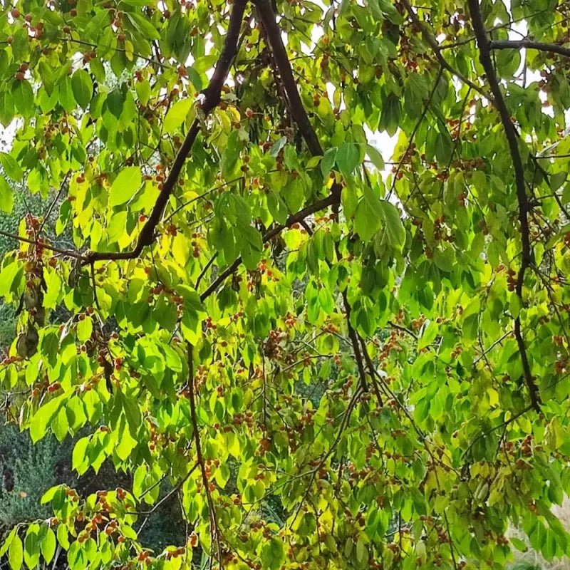 Date Plum Seeds