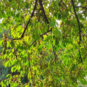 Date Plum Seeds