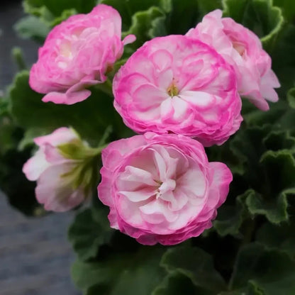 Pink Calliope Geranium Seeds
