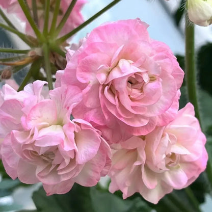 Pink Calliope Geranium Seeds