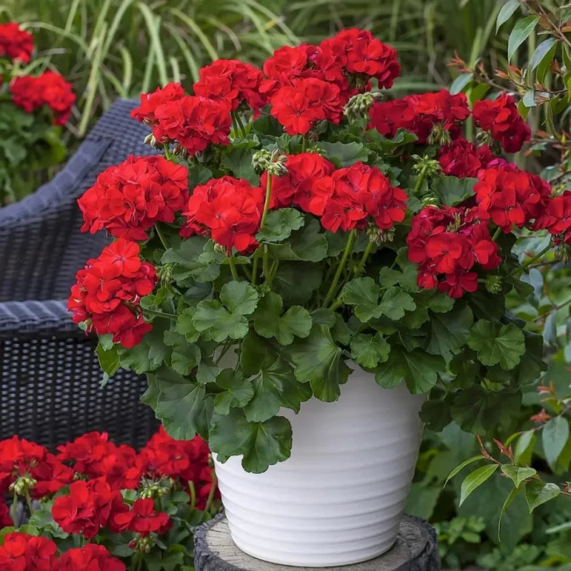 Red Calliope Geranium Seeds