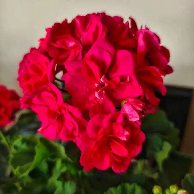 Red Calliope Geranium Seeds