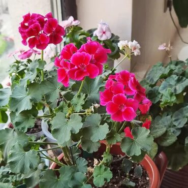 Rose Pink Calliope Geranium Seeds