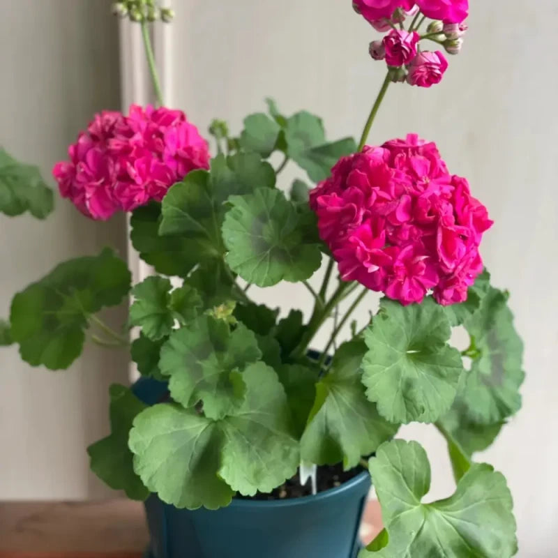Rose Pink Calliope Geranium Seeds