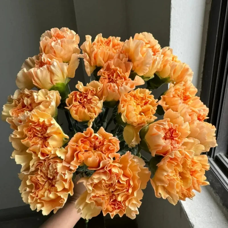 Orange Glow Carnation Seeds