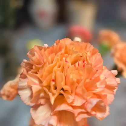 Orange Glow Carnation Seeds