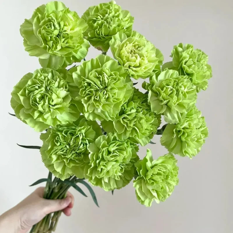 Soft Blush Carnation Seeds