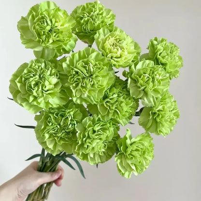 Soft Blush Carnation Seeds