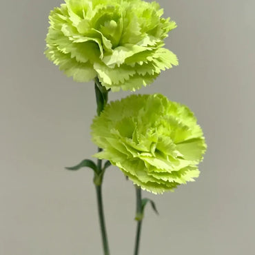 Soft Blush Carnation Seeds