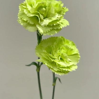 Soft Blush Carnation Seeds