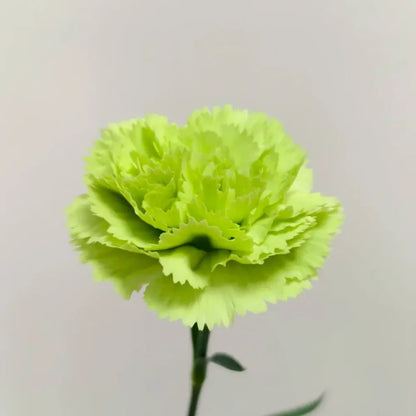 Soft Blush Carnation Seeds