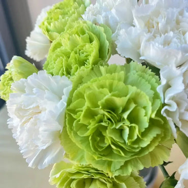 Green and White Carnation Seeds
