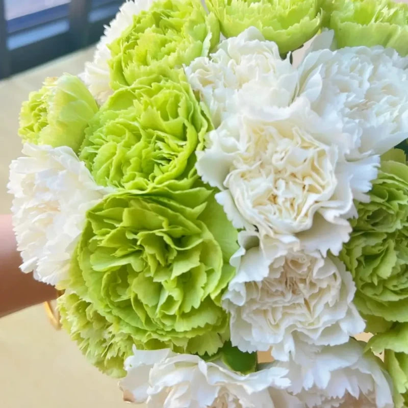 Green and White Carnation Seeds