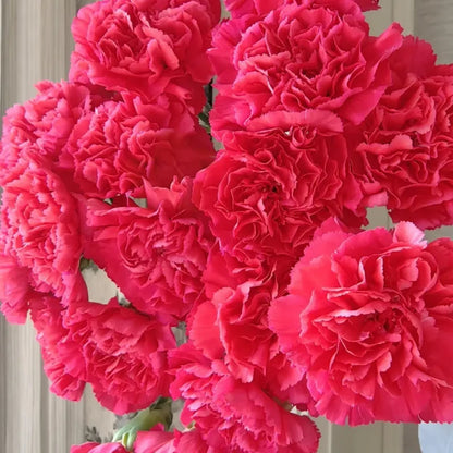 Rose Pink Carnation Seeds