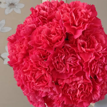 Rose Pink Carnation Seeds