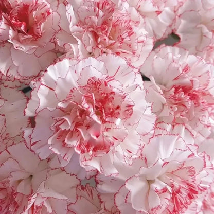 Seattle Carnation Seeds