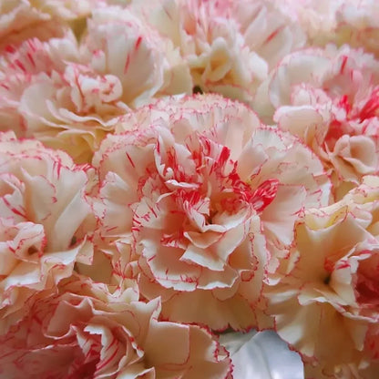 Seattle Carnation Seeds