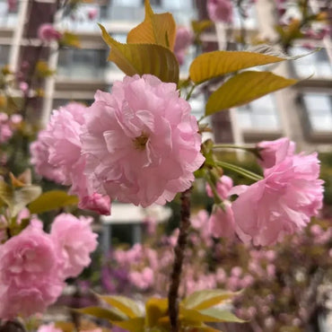 Kanzan Flowering Cherry Seeds - Verdseeds