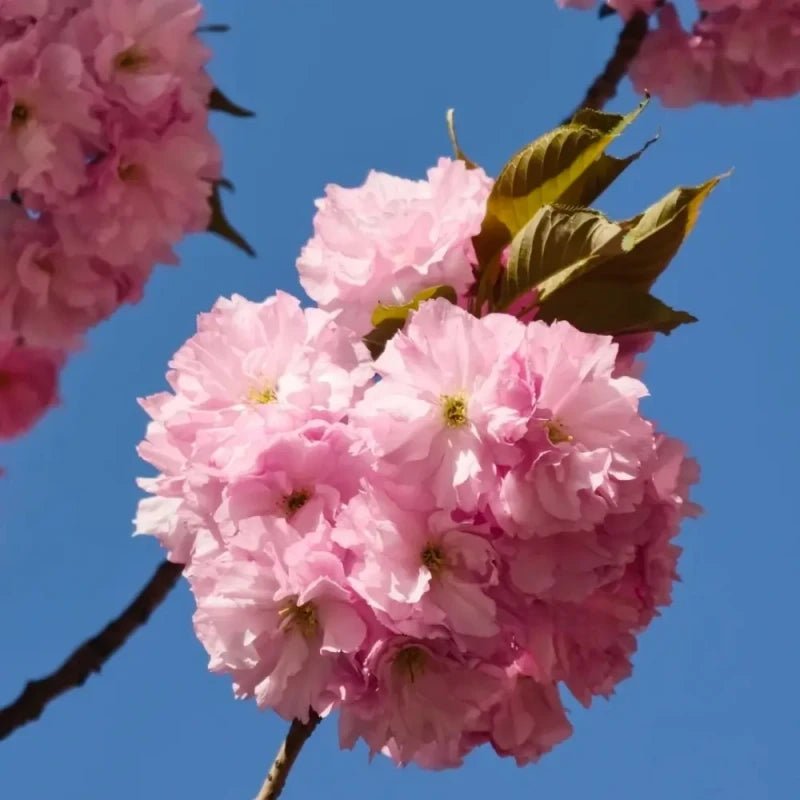 Kanzan Flowering Cherry Seeds - Verdseeds