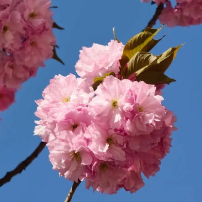 Kanzan Flowering Cherry Seeds - Verdseeds