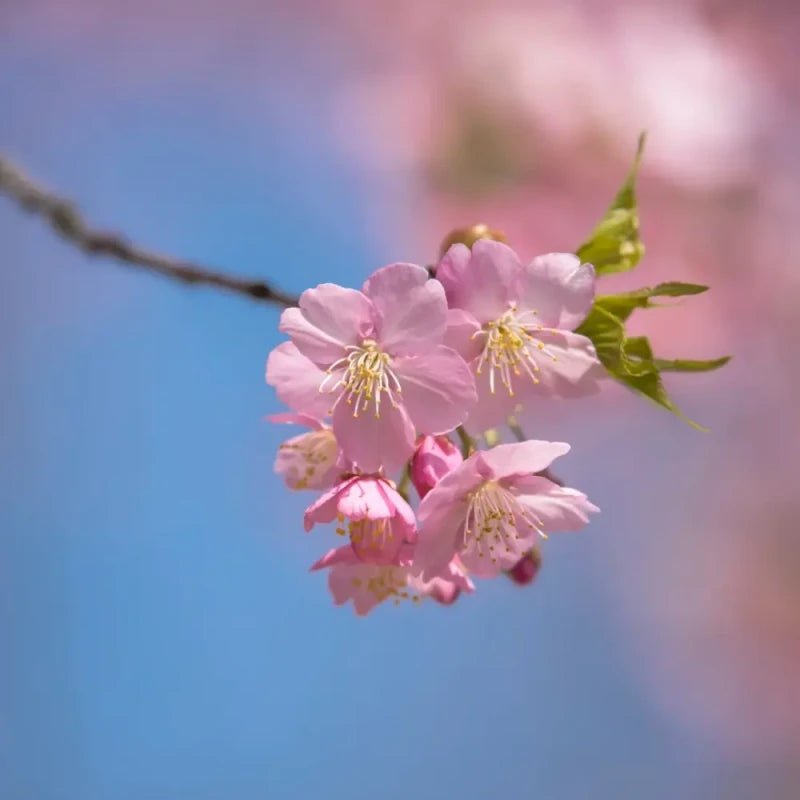 Kawazu Flowering Cherry Seeds - Verdseeds