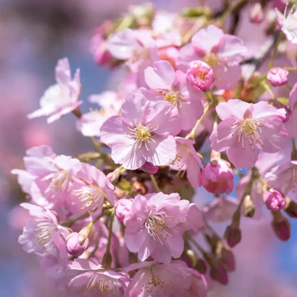 Kawazu Flowering Cherry Seeds - Verdseeds