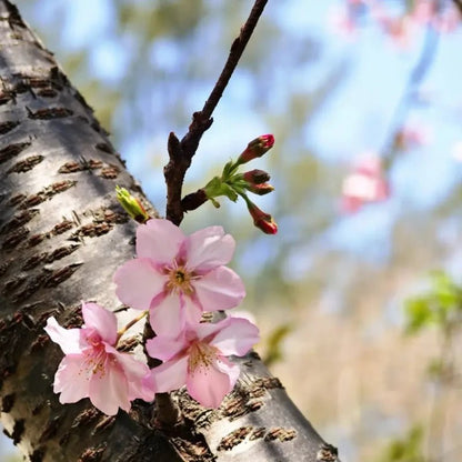 Kawazu Flowering Cherry Seeds - Verdseeds