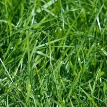 Kentucky Bluegrass Seeds - Verdseeds