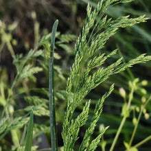 Kentucky Bluegrass Seeds - Verdseeds