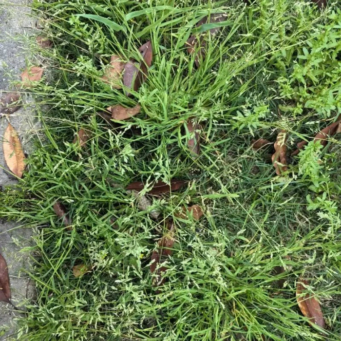 Kentucky Bluegrass Seeds - Verdseeds