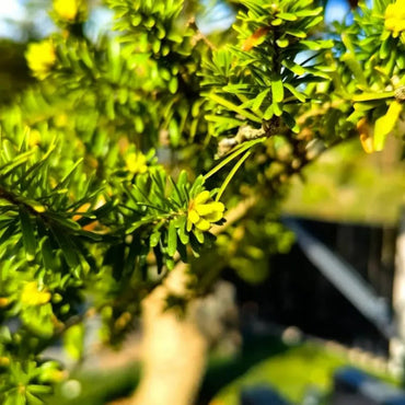 Keteleeria Seeds - Verdseeds