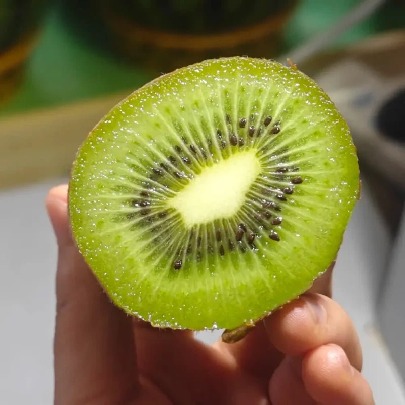 Kiwifruit Seeds - Verdseeds