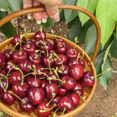 Kordia Sweet Cherry Seeds - Verdseeds
