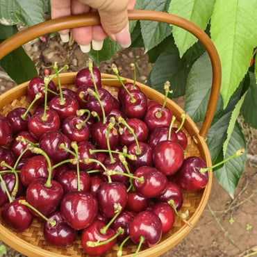 Kordia Sweet Cherry Seeds - Verdseeds