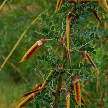 Korshinsk Peashrub Seeds - Verdseeds