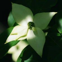 Kousa Dogwood Seeds - Verdseeds