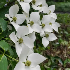 Kousa Dogwood Seeds - Verdseeds