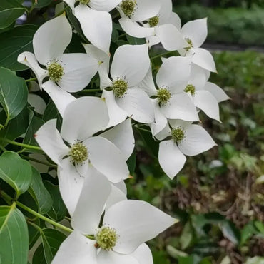 Kousa Dogwood Seeds - Verdseeds