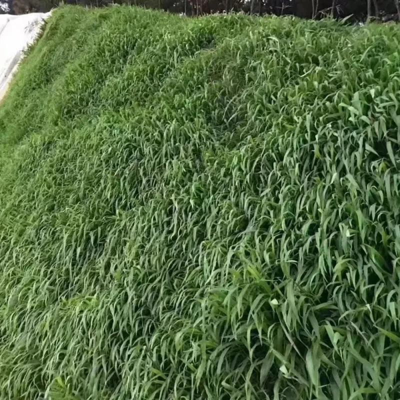 Dallisgrass Seeds