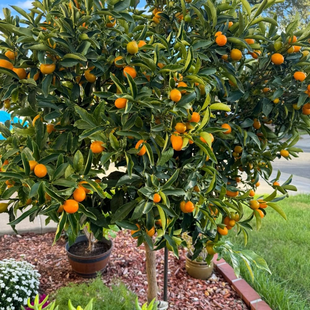 Kumquat Seeds - Verdseeds