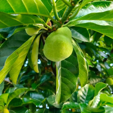 Kwai Muk Seeds - Verdseeds
