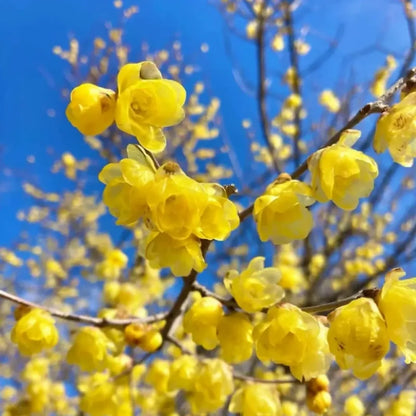 Wintersweet Seeds