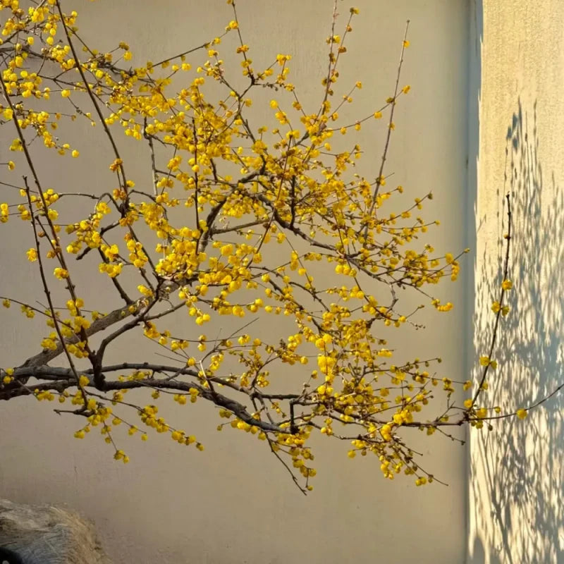 Wintersweet Seeds
