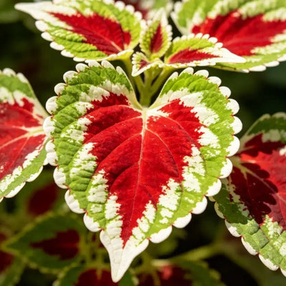 Lace Red Heart Coleus Seeds - Verdseeds