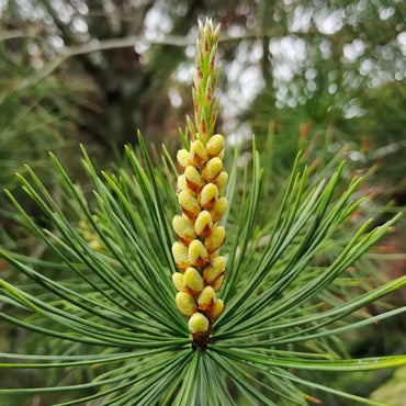 Lacebark Pine Seeds - Verdseeds