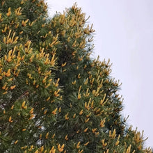 Lacebark Pine Seeds - Verdseeds