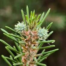 Lacebark Pine Seeds - Verdseeds