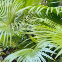 Lady Palm Seeds - Verdseeds