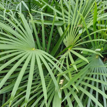 Lady Palm Seeds - Verdseeds